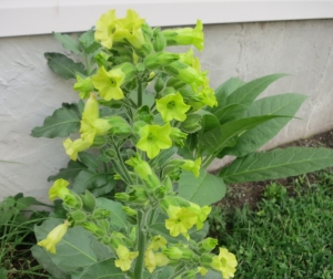 hat giong cay thuoc lao  nicotiana rustica