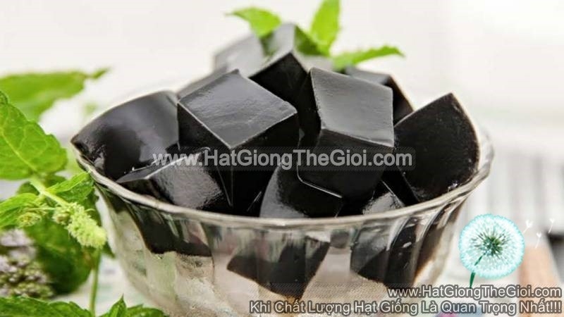 Hạt Giống Sương Sáo Thạch Đen | Nảy Mầm Cực Đỉnh!